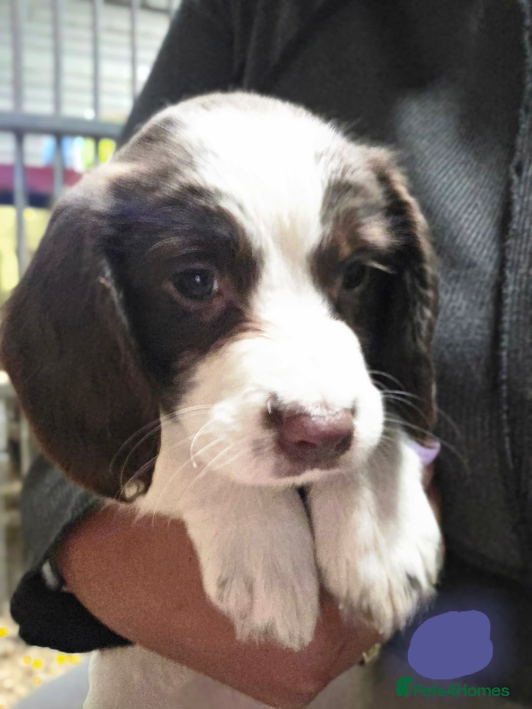 English Springer Spaniel dogs for sale: Springer pups - Image 5