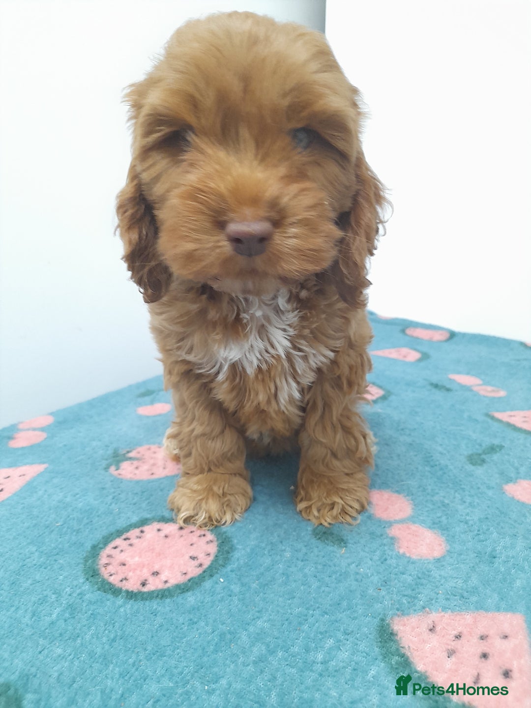 Cockapoo dogs for sale: Beautiful cockapoo puppies ready now - Advert 9