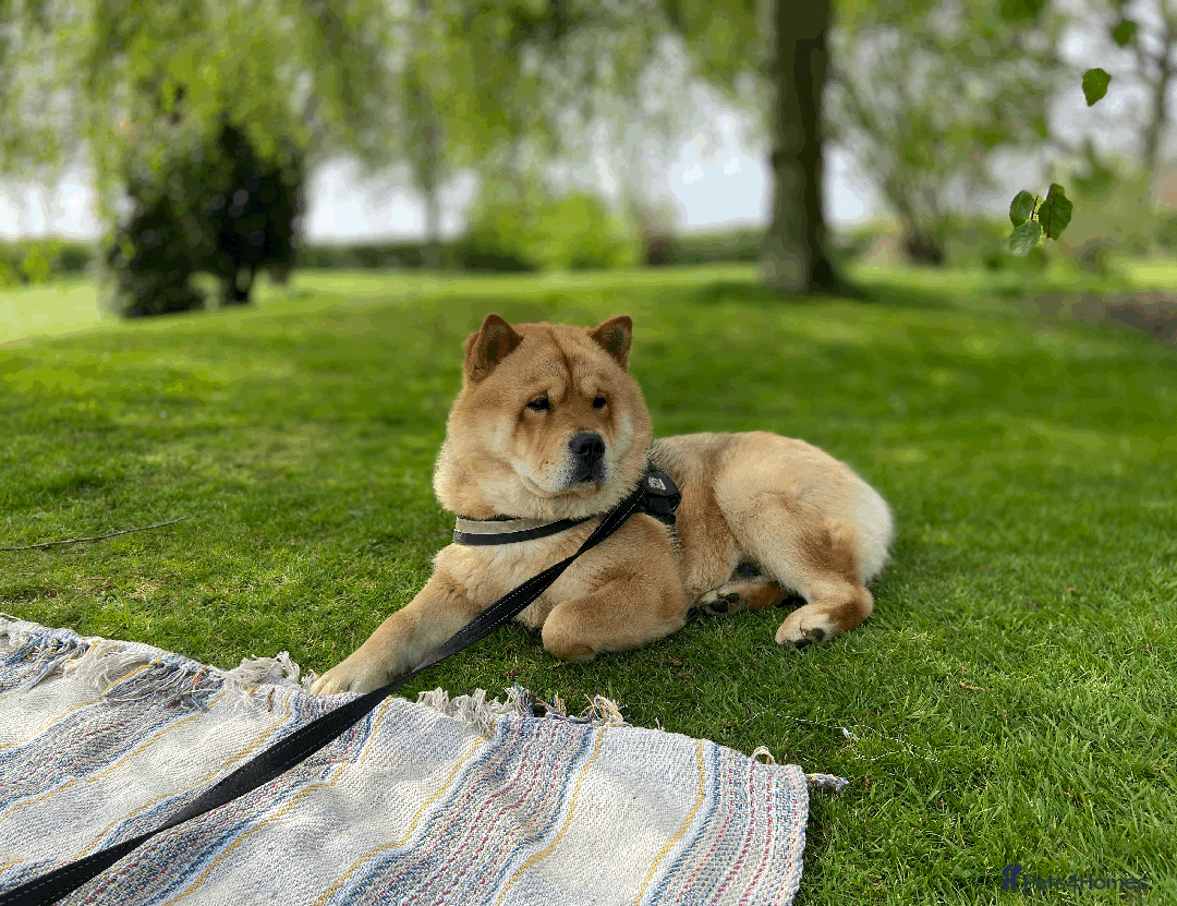 Chow Chow dogs for stud: Chow-husky cross to stud, can travel - Image 3