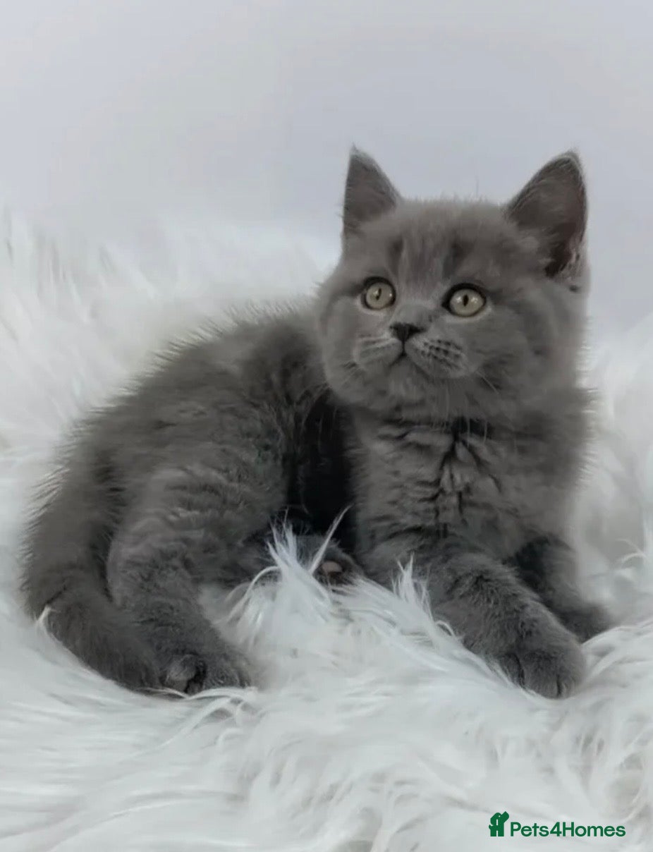 British Shorthair cats REDUCED DUE TO HOLIDAY, Golden & Blue BSH Kittens - Advert 2