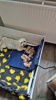 Maltipoo dogs F1 Maltipoo puppies 🐶 - Advert 14