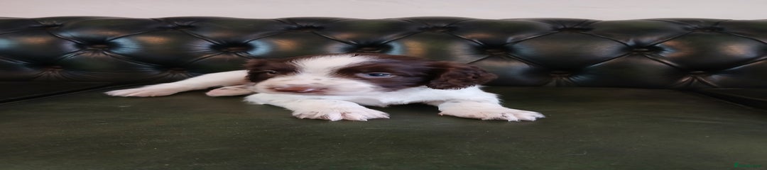 English Springer Spaniel Puppy 5