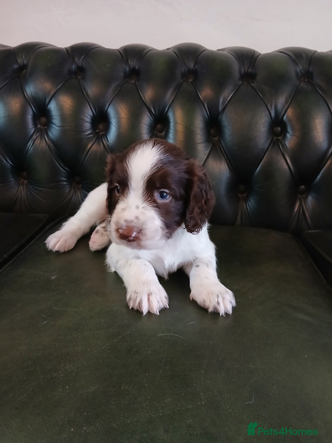 English Springer Spaniel dogs for sale: Kc Reg English Springer spaniel boys in Dorchester - Image 24