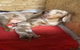 Miniature Dachshund dogs for sale: miniature isabella dapple dachshund  - Image 4