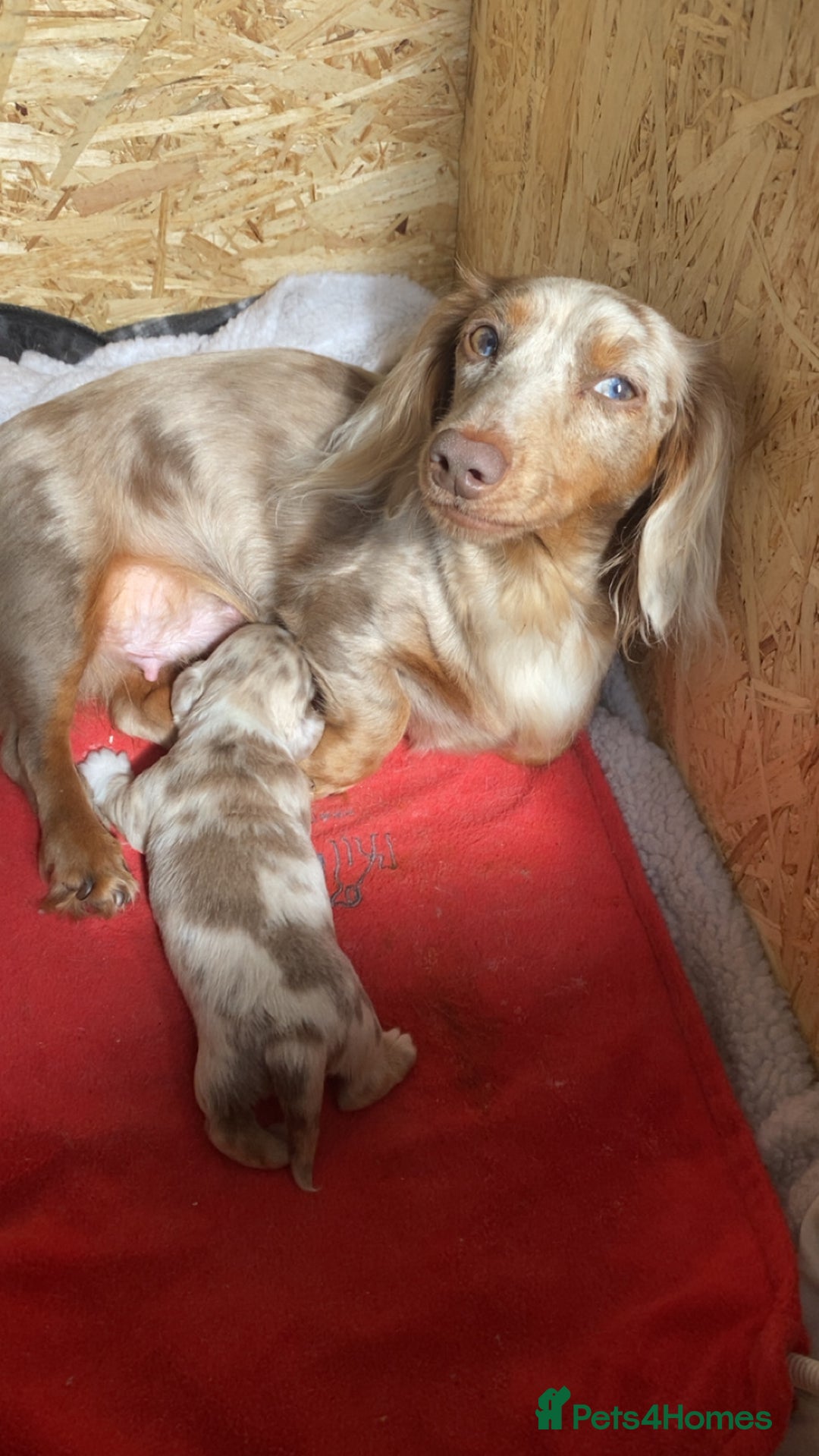 Miniature Dachshund dogs for sale: miniature isabella dapple dachshund  - Image 4