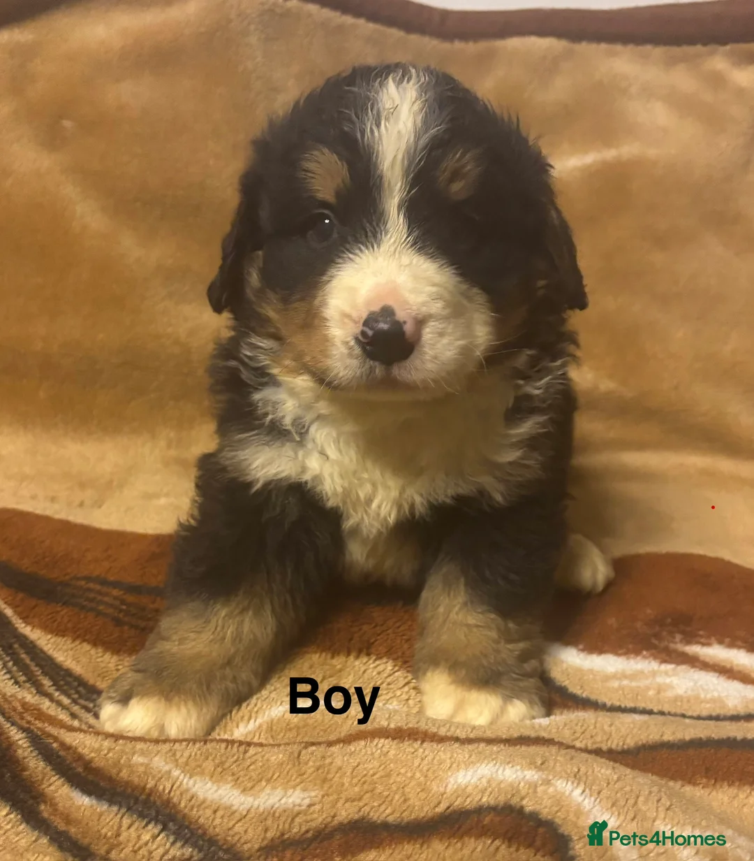 Bernese Mountain Dog dogs for sale: Bernese Mountain Dog Puppies–1Girl&2Boys Available - Advert 2