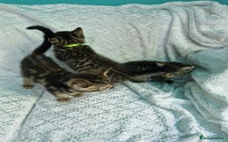 British Shorthair cats for sale:  Lovely 3 tabby male & 3 black female kittens. - Image 15