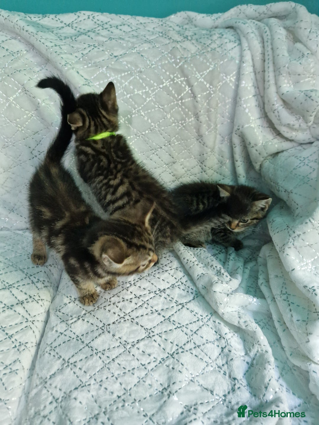 British Shorthair cats for sale:  Lovely 3 tabby male & 3 black female kittens. - Image 15