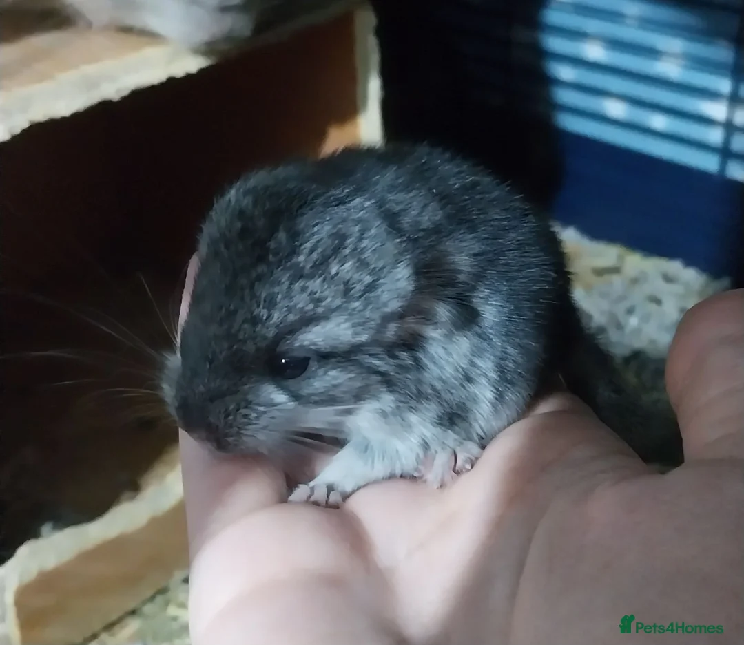 Chinchilla rodents for sale: Chinchilla Kits in Ashington - Advert 4