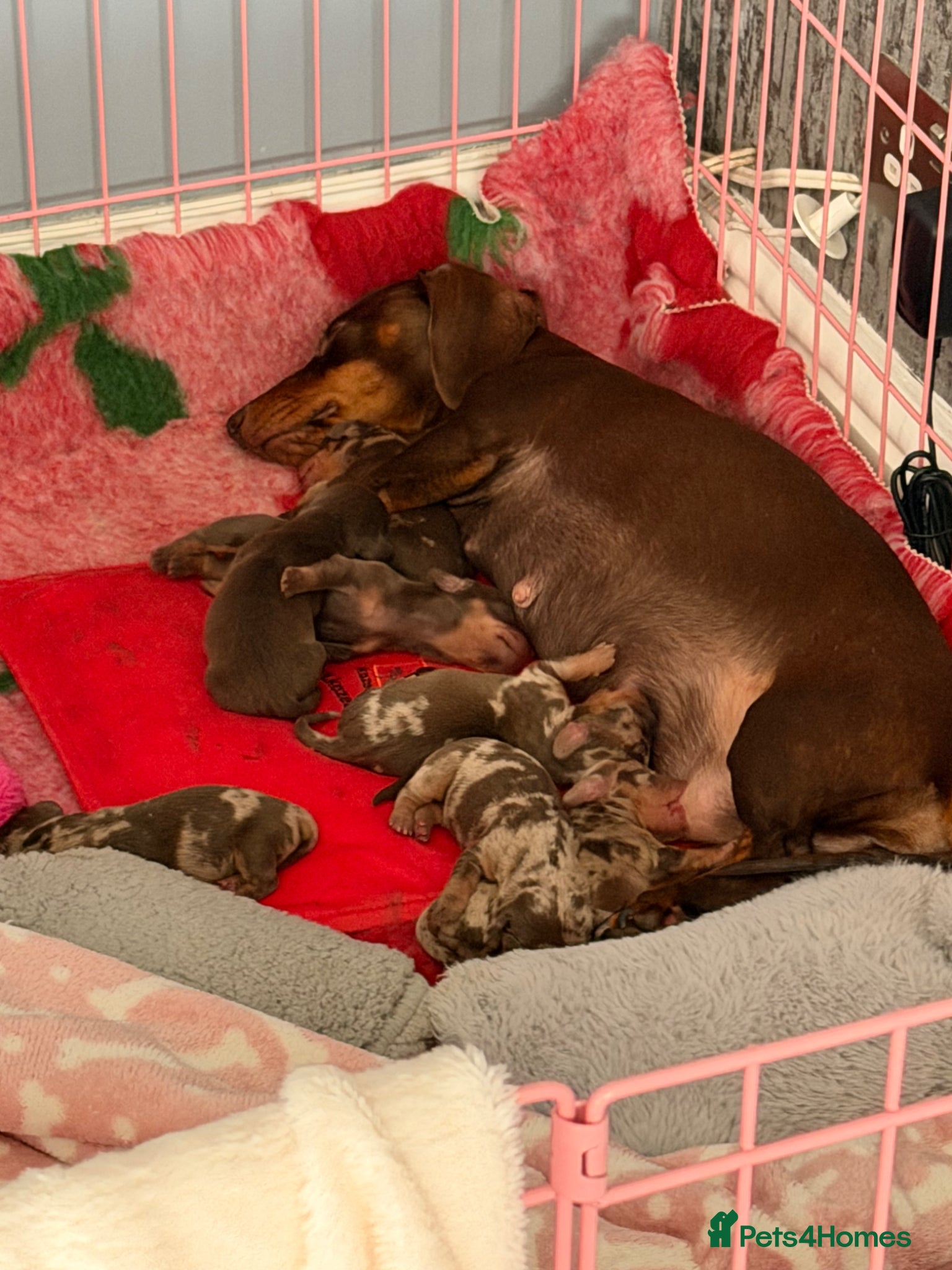 Miniature Dachshund dogs Miniature dachshunds  - Advert 11