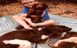 Sprocker dogs for sale: 9 week old gorgeous sprocker pups  - Image 6