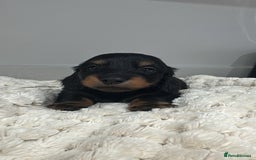Miniature Dachshund dogs for sale: Ready now miniature long haired dachshunds in Stowmarket - Image 7