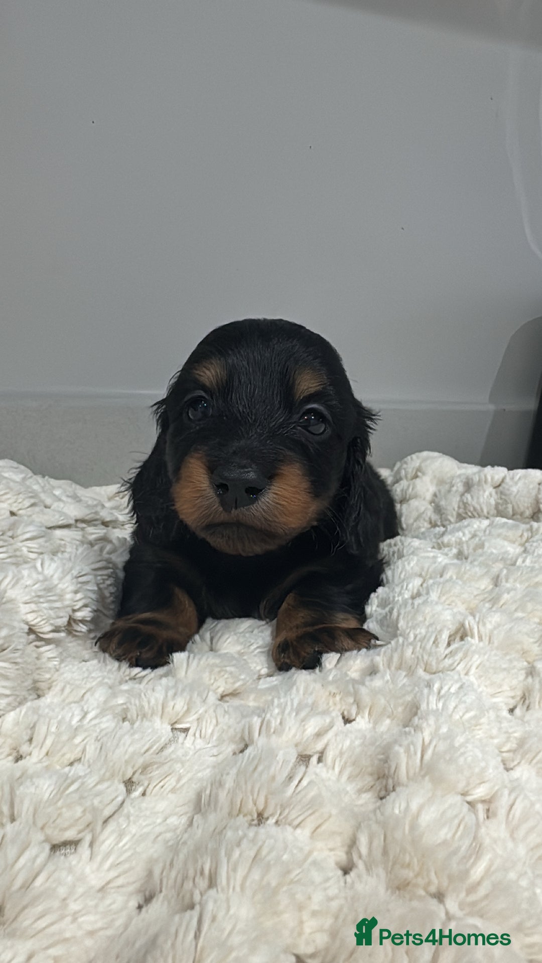Miniature Dachshund dogs for sale: Ready now miniature long haired dachshunds in Stowmarket - Image 7