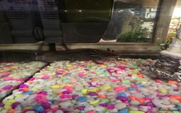 Axolotl reptiles for sale: Axolotl and tank  - Image 1