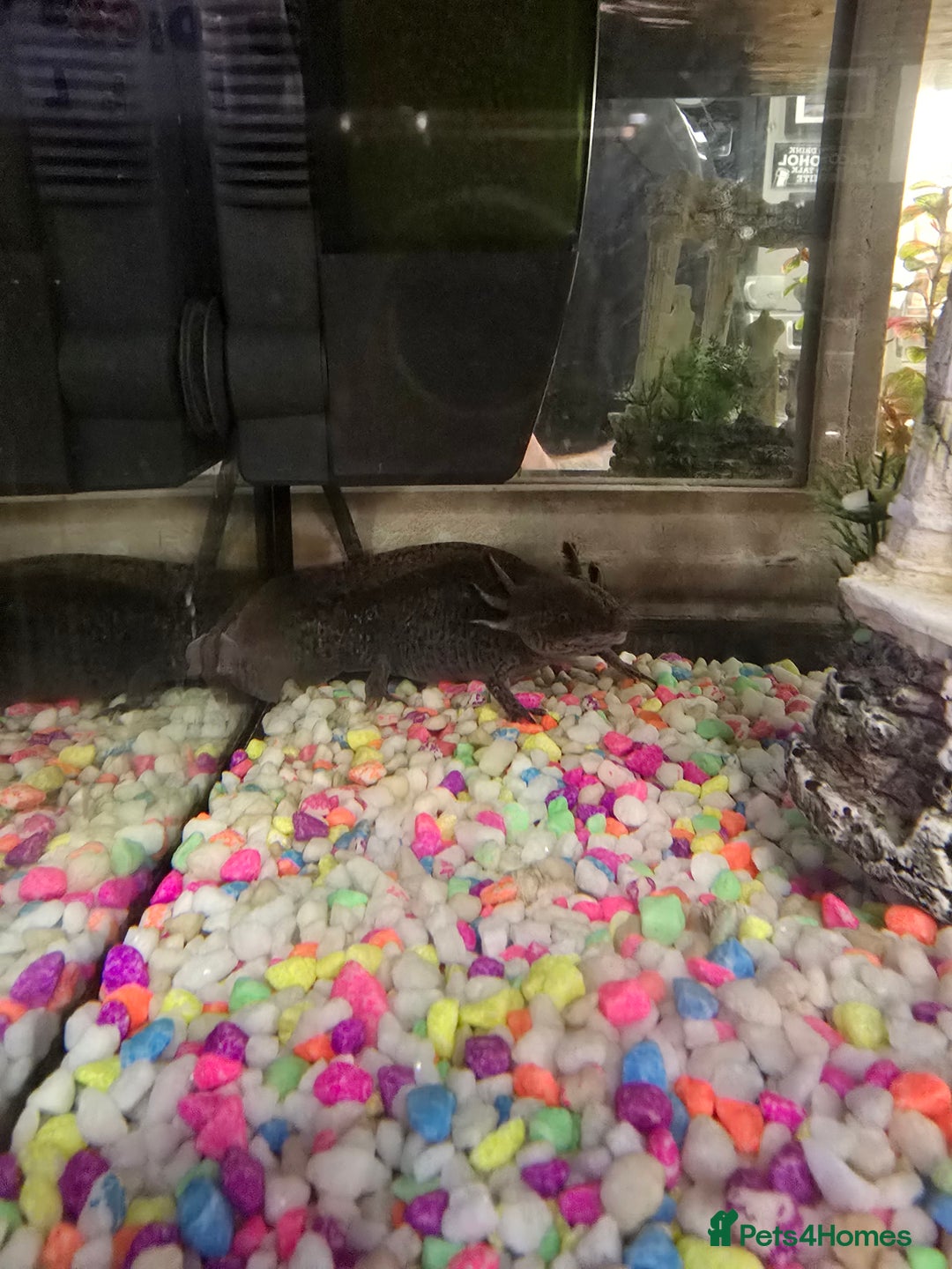 Axolotl reptiles for sale: Axolotl and tank  - Image 1