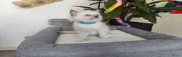Ragdoll cats for sale: Pure breed ragdoll kittens - Advert 20