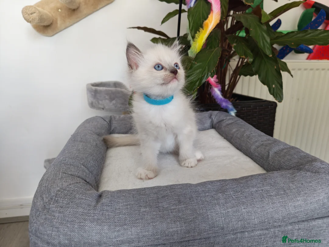 Ragdoll cats for sale: Pure breed ragdoll kittens - Advert 20