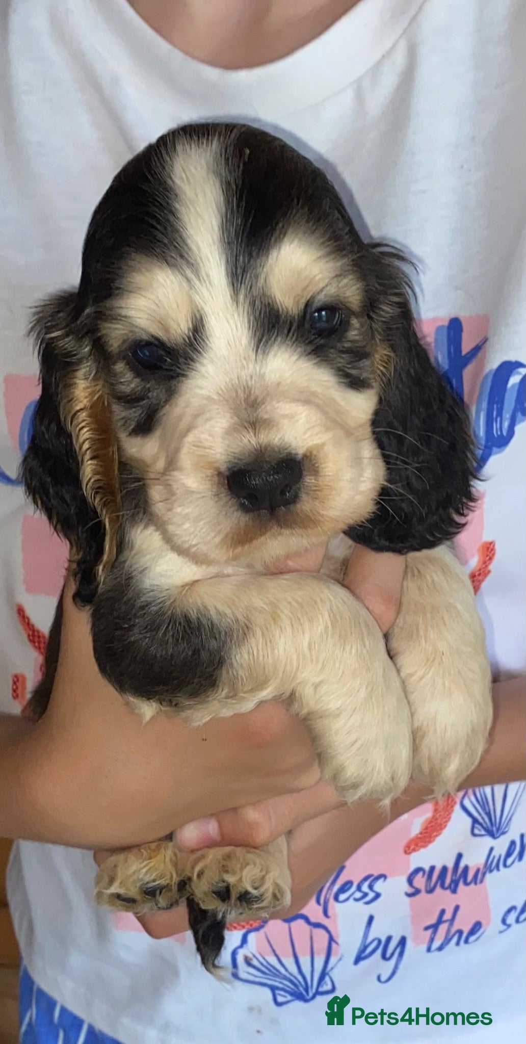 Cocker Spaniel dogs 🐾BEAUTIFUL KC REGISTERED SHOW COCKERS🐾 - Advert 1