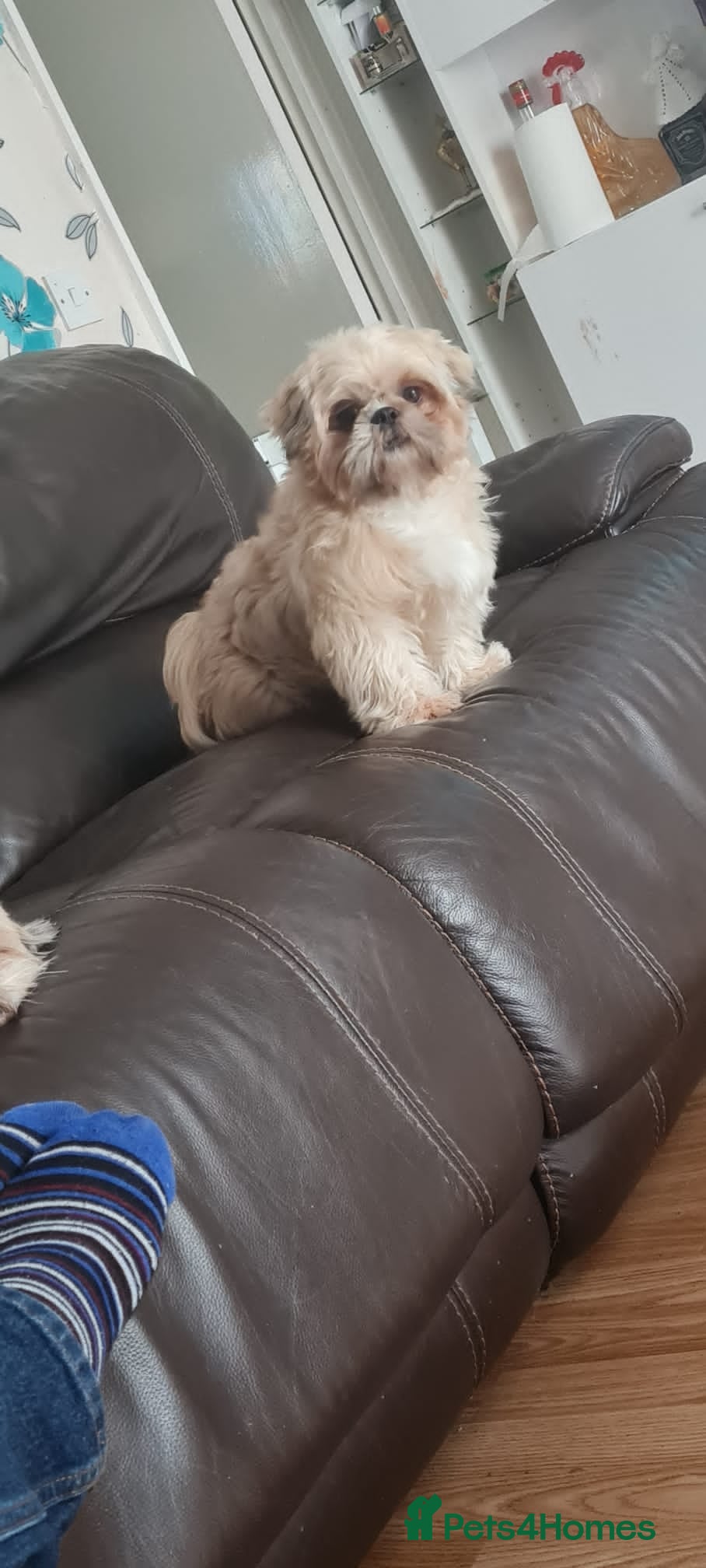 Marko