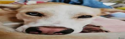 Mixed Breed dogs for adoption: ❤️🐶 GLORIA – A BEAUTIFUL, LOYAL GIRL  in London - Advert 10