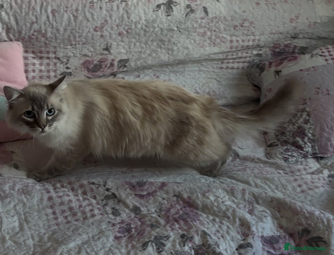 Ragdoll cats for sale: Rehoming this handsome Ragdoll male cross tabby - Image 13