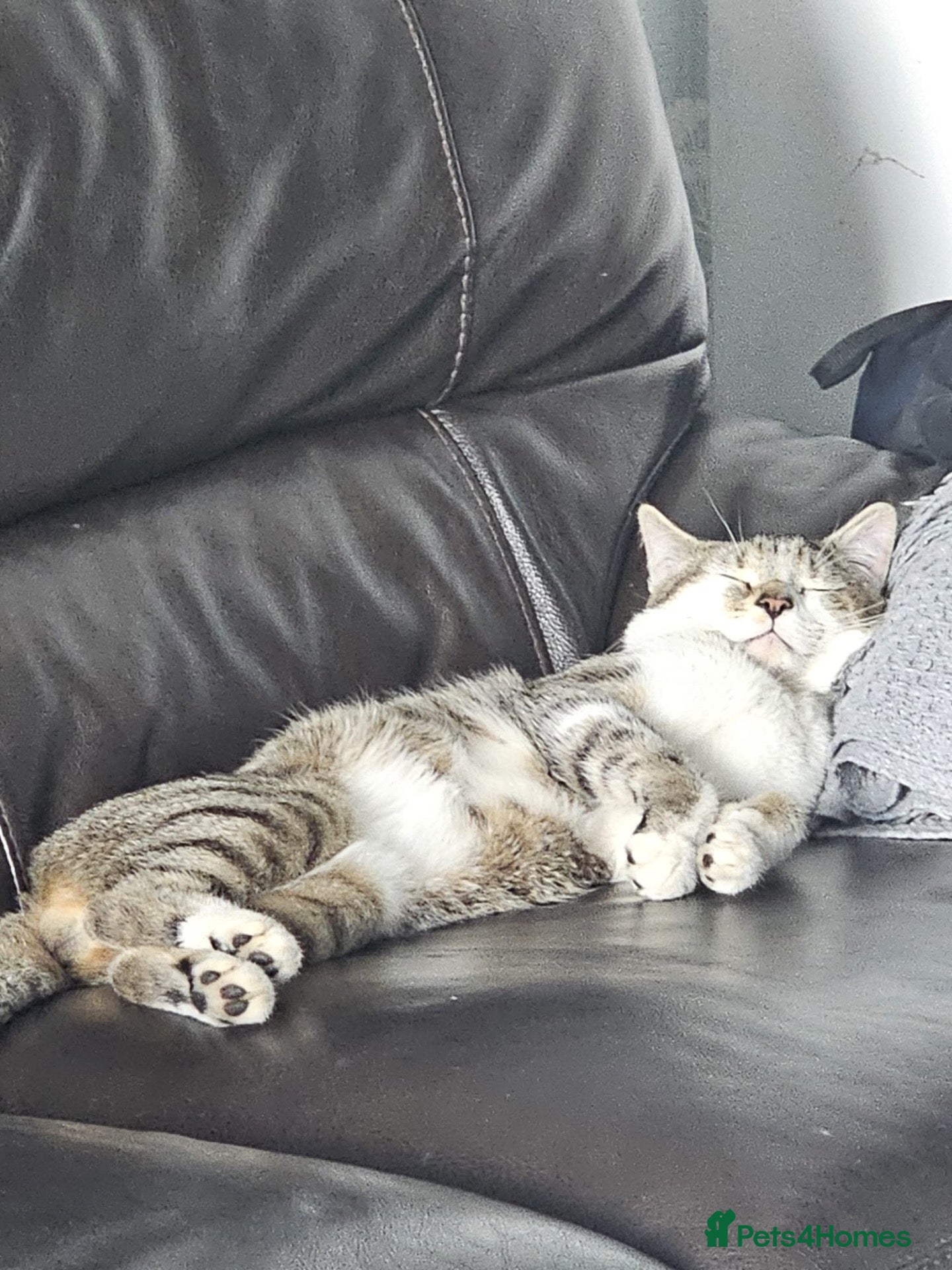 Domestic Shorthair cats Rehome - Advert 4
