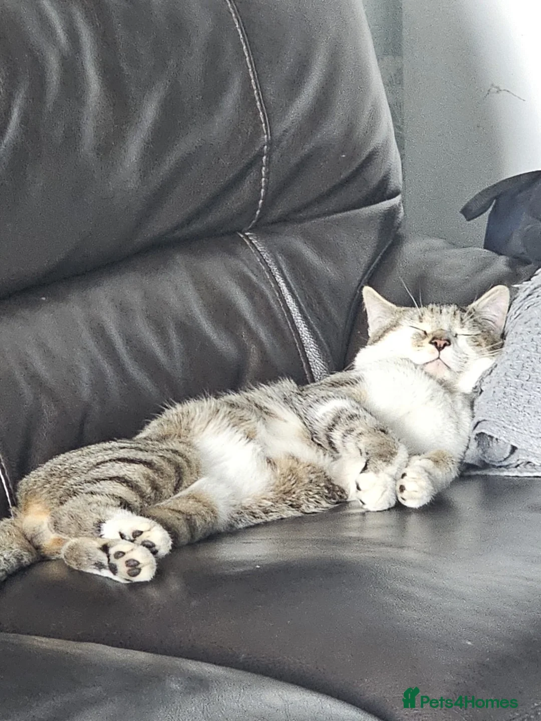 Domestic Shorthair cats for sale: Rehome - Advert 1