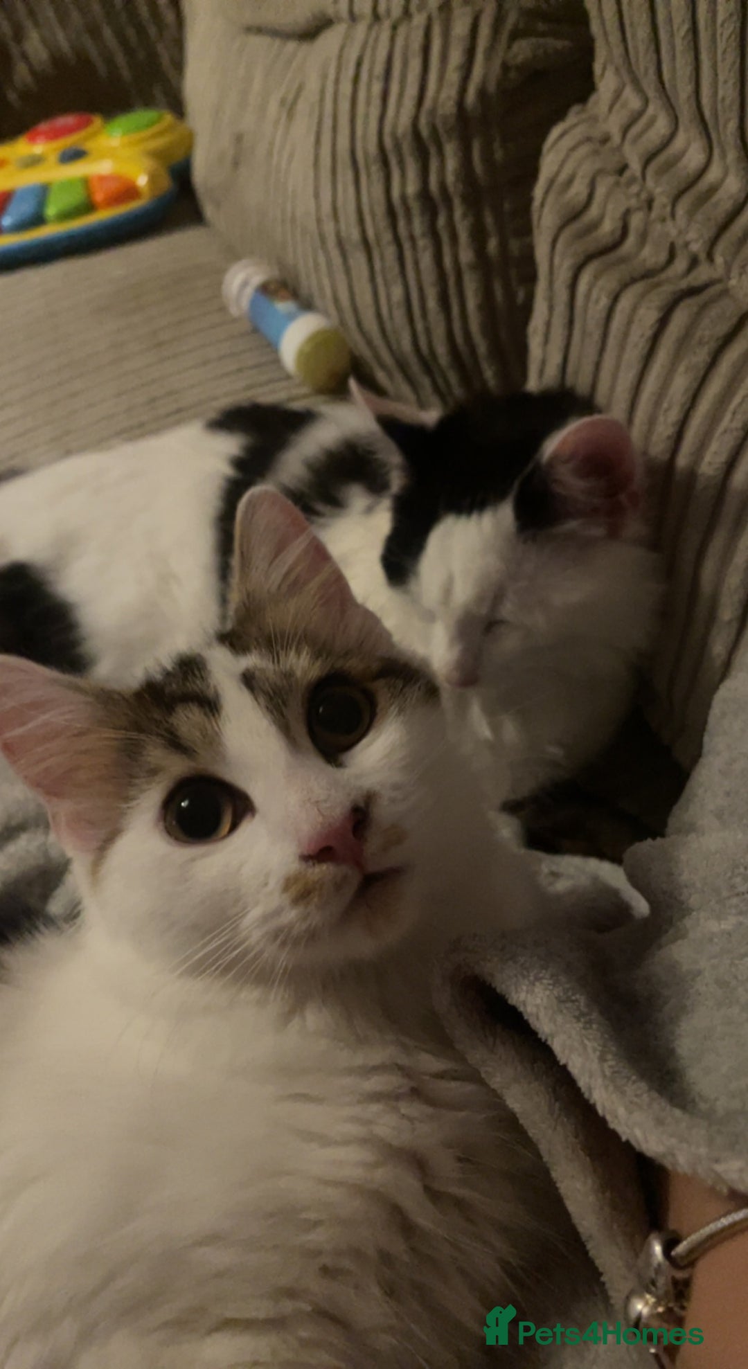 Maine Coon cats for sale: Rosie - Advert 10