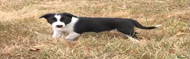 Border Collie 1