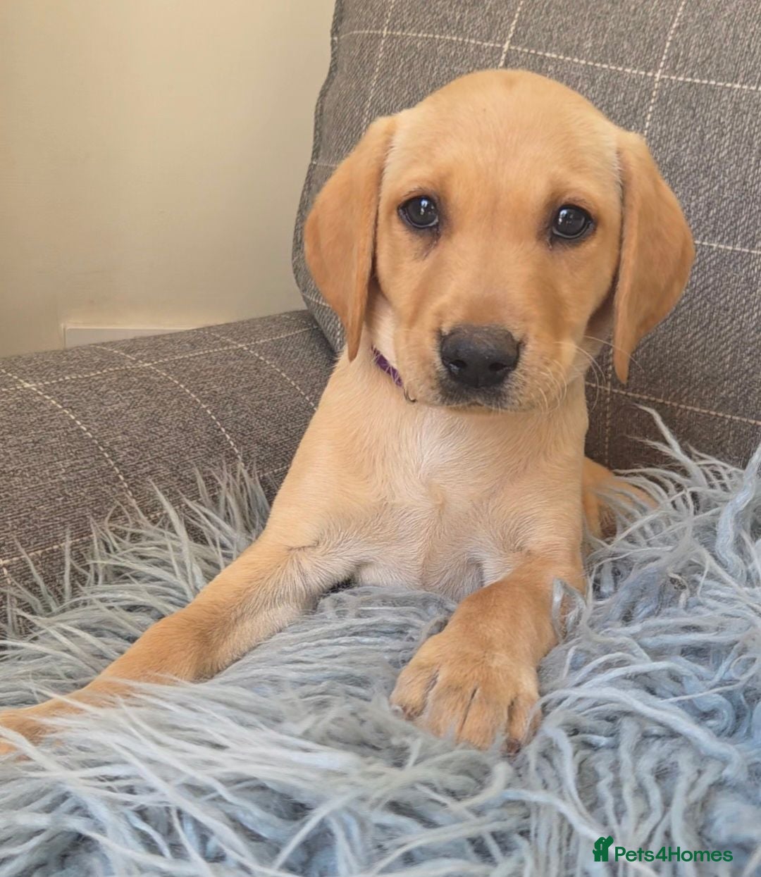 Labrador Retriever dogs Ready now-Hips/elbows/eyes/dna/kc 5 star licensed - Advert 6