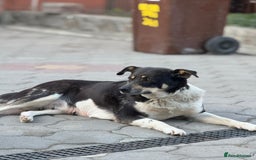 Mixed Breed dogs for adoption: ELSA -  a Special Girl who hates the Prison - Image 2