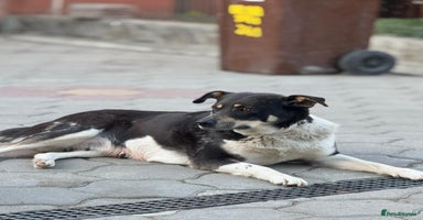 Mixed Breed dogs - Advert 2
