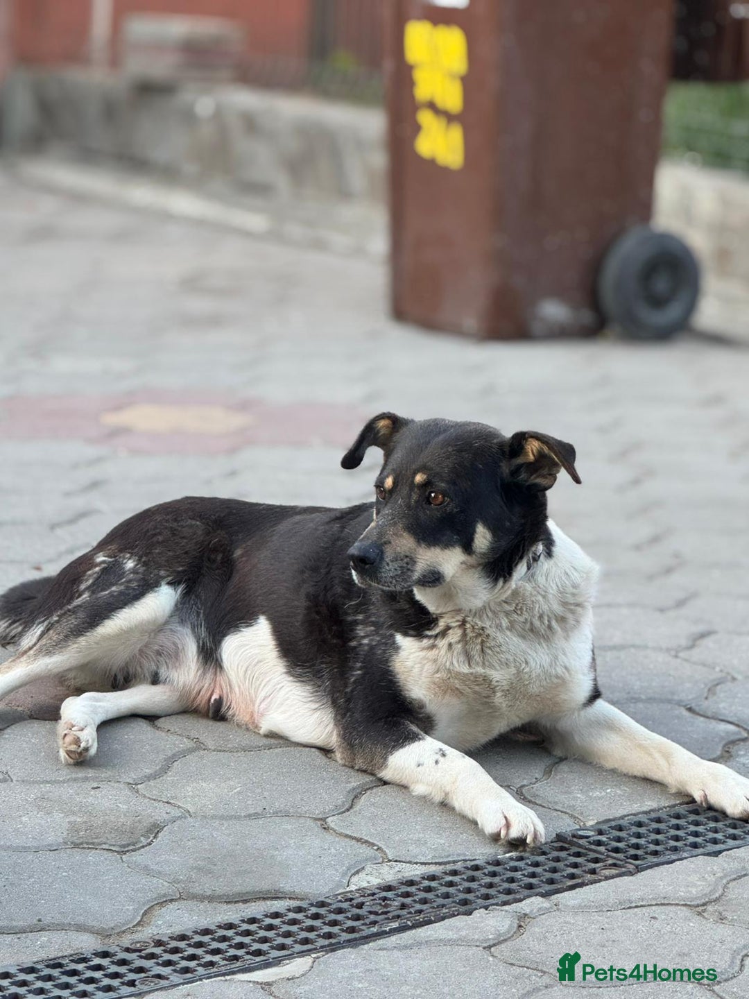 Mixed Breed dogs for adoption: ELSA -  a Special Girl who hates the Prison - Image 2