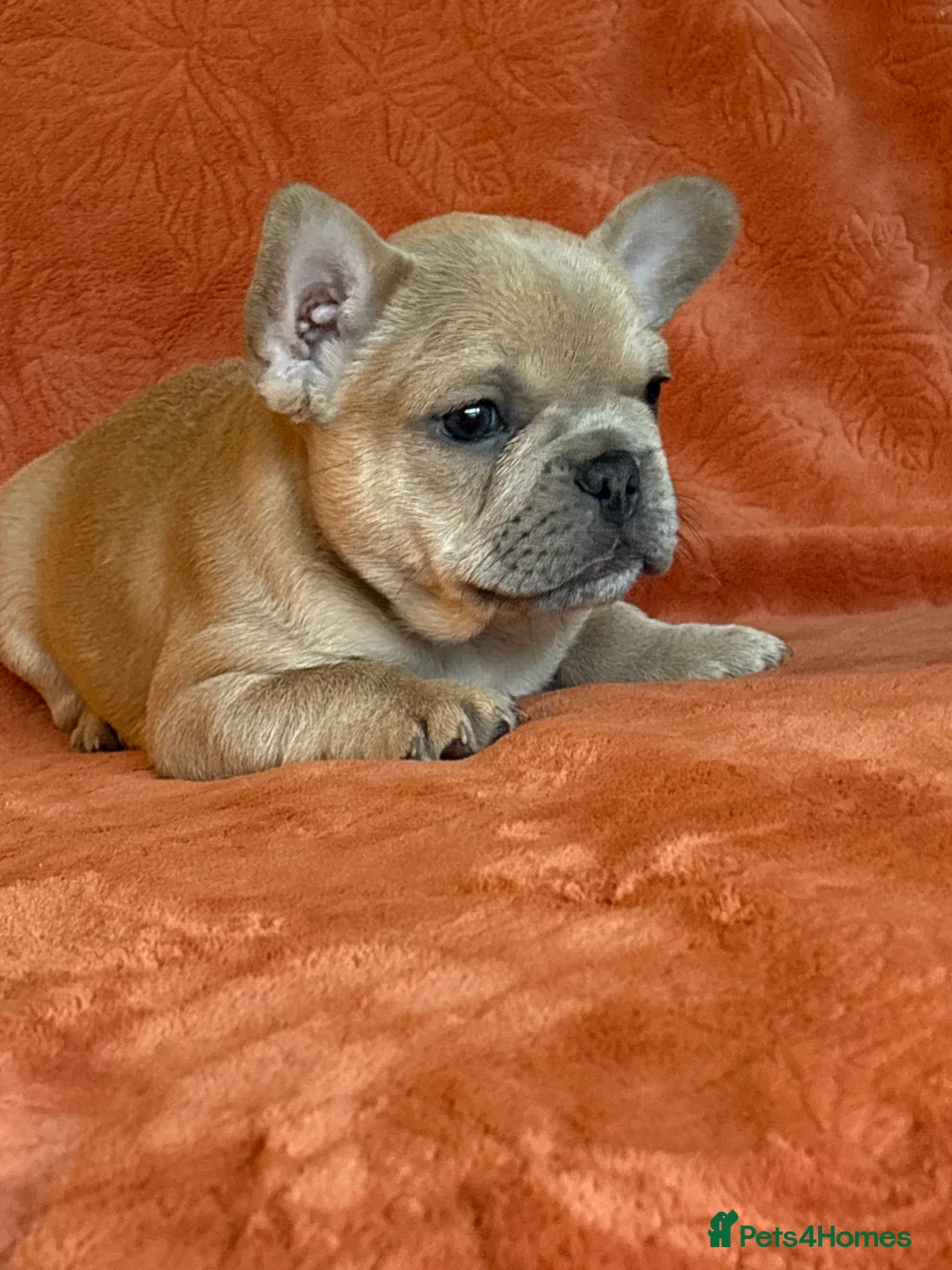 French Bulldog dogs for sale: *REDUCED*❤️‍🔥 - Advert 31