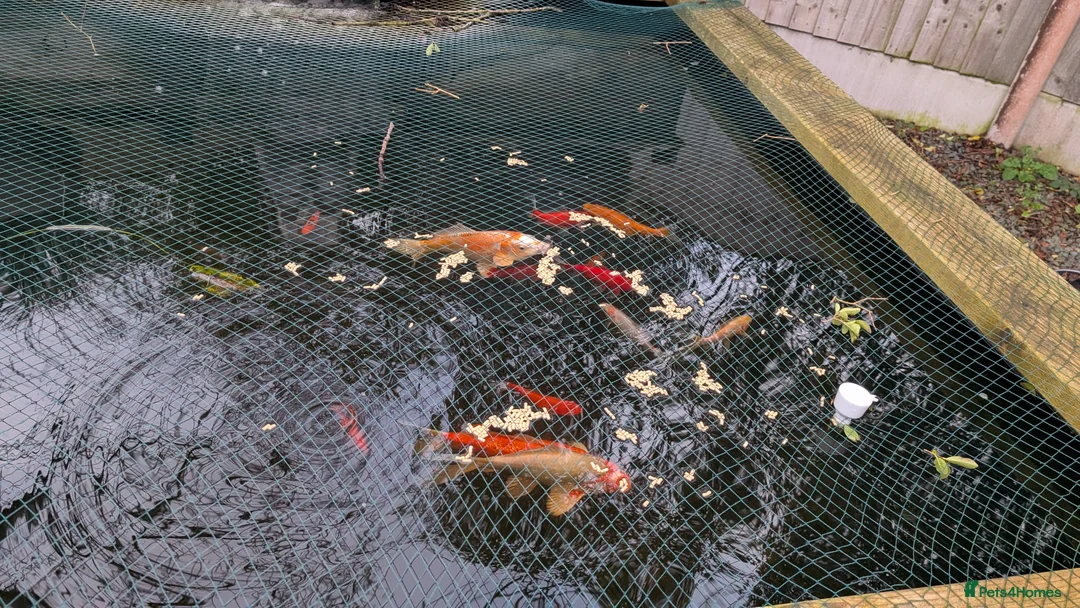 Koi Carp fish for sale: Koi & Goldfish - Advert 6