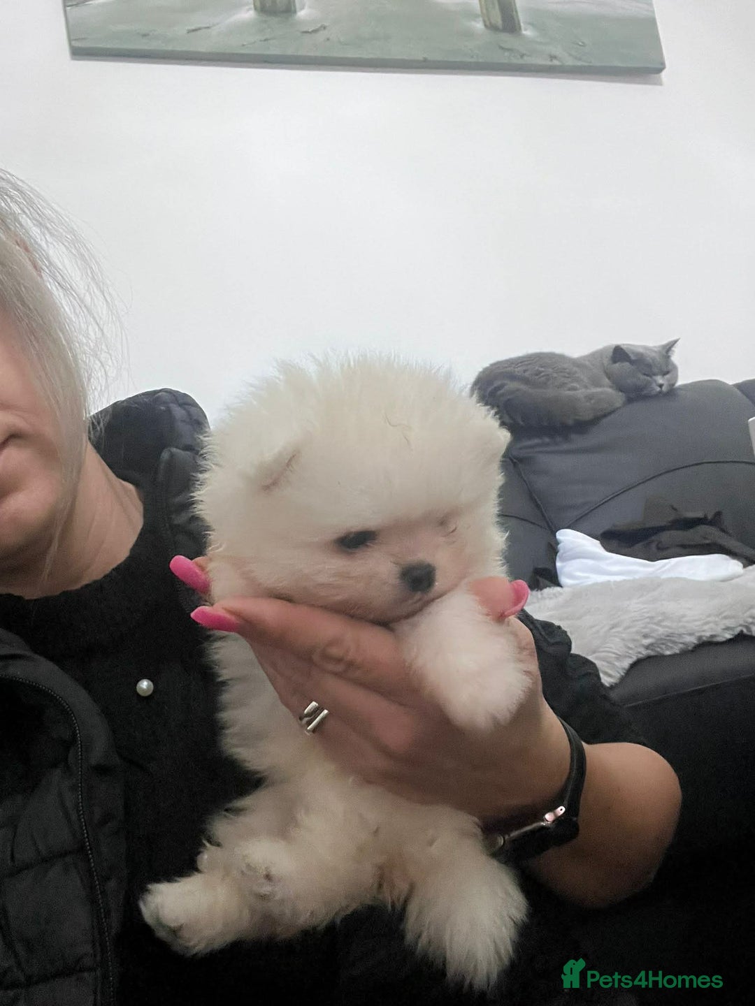 Pomeranian dogs for sale: Tiny white Pomeranian puppy  - Advert 17