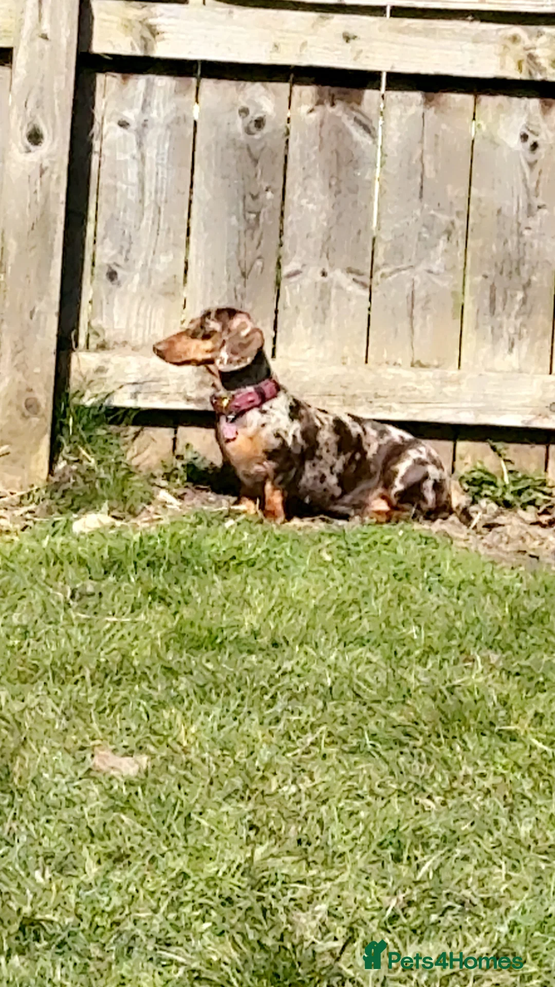 Dachshund dogs for sale: LAST ONE LEFT ! Girl dachshund  - Advert 5