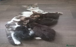 Mixed Breed cats for sale: From Our Loving Home to Yours - Image 16