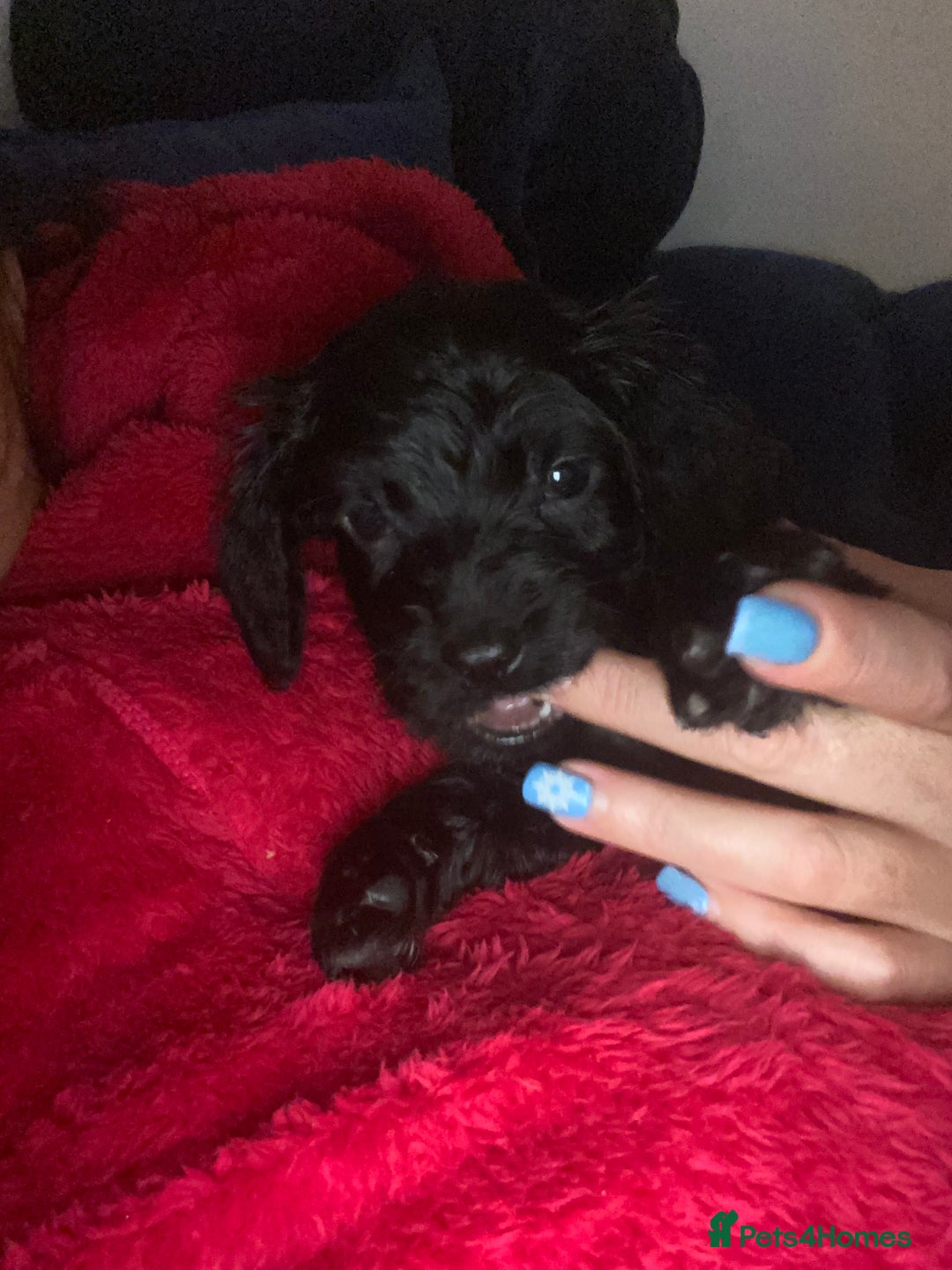 Cocker Spaniel dogs for sale: Show type - Advert 5