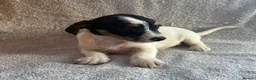 Jack Russell dogs for sale: Miniature Jack Russell puppies  - Advert 3