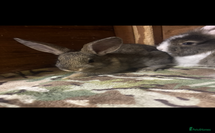 Mini Lop rabbits for sale - Advert 1