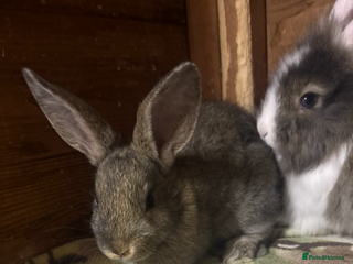 Mini Lop rabbits - Advert 23