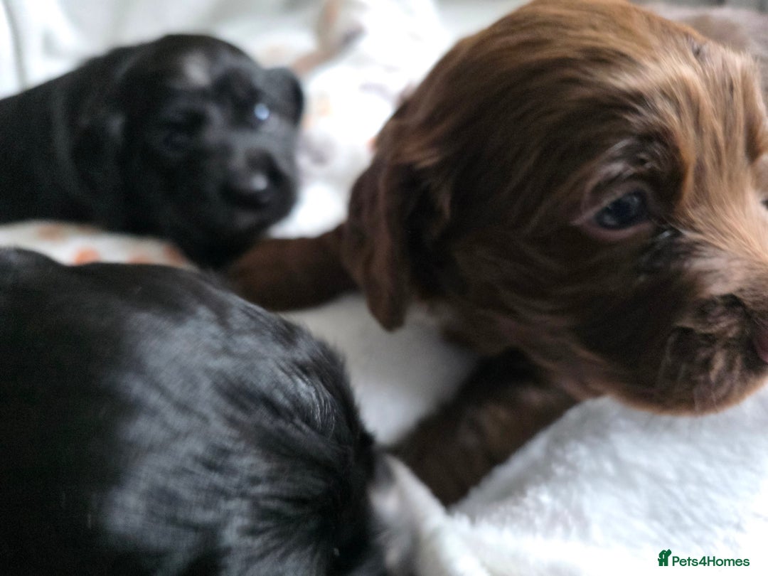 Cocker Spaniel dogs for sale: last puppy (girl) of the Working Cocker Spaniel - Advert 22