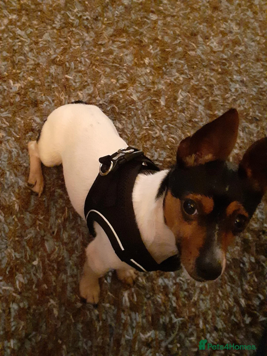 Mixed Breed dogs for stud: Arco - Jack Russell/Chihuahua X for Stud in Preston - Advert 16