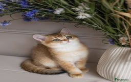 British Shorthair cats for sale: Ready now gorgeus Golden British SH male kitten - Image 18