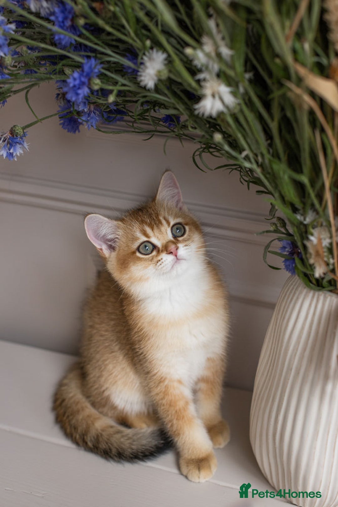 British Shorthair cats for sale: Ready now gorgeus Golden British SH male kitten - Image 18