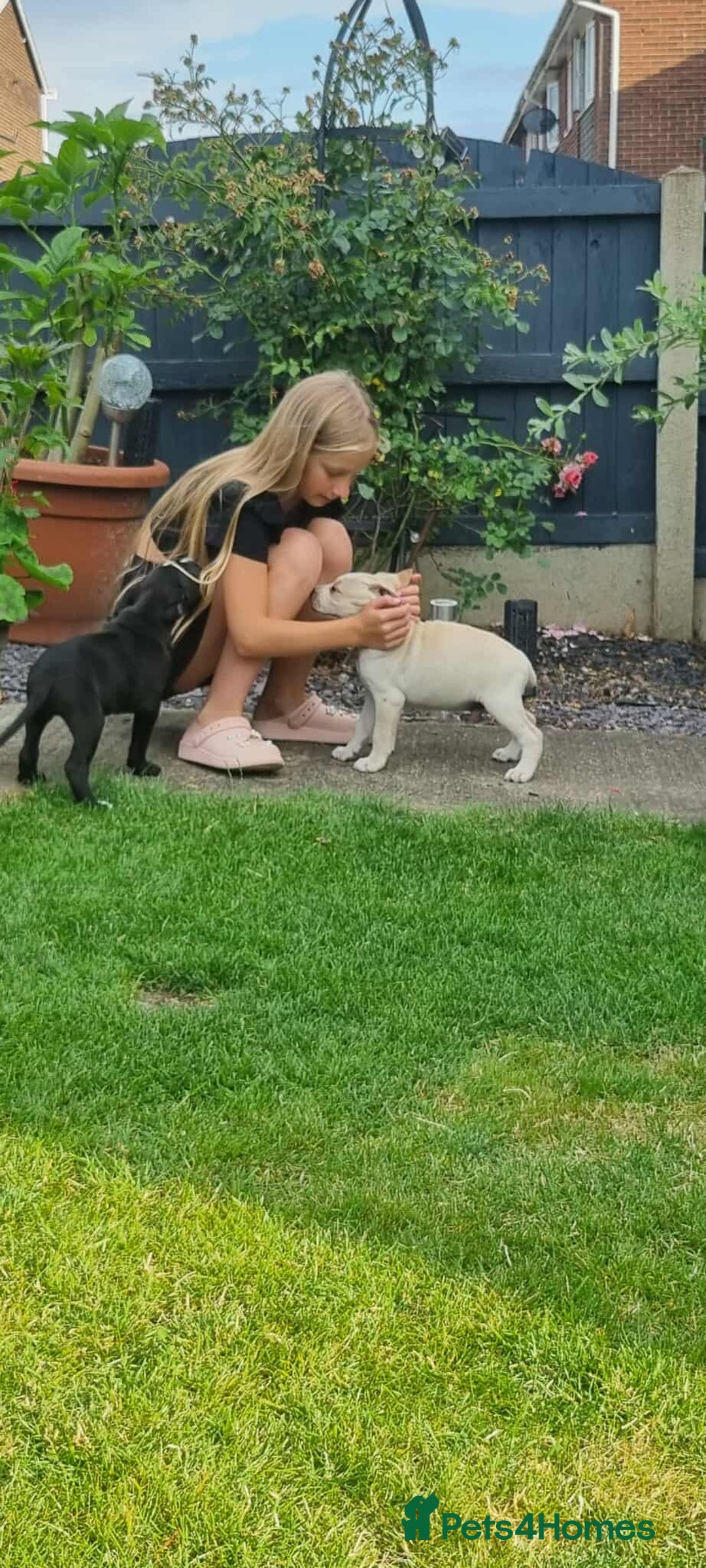 Mixed Breed dogs for sale: Ready to collect – Cane Corso puppies  - Image 13