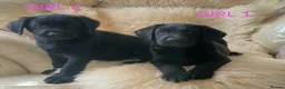 Labrador Retriever dogs for sale: 🐕🐕 6 adorable old English Labrador puppys 🐕🐕 - Advert 4