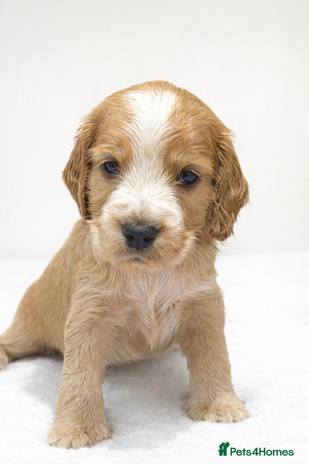 Cocker Spaniel dogs for sale: Gorgeous fully Health tested KC show spaniels - Advert 4