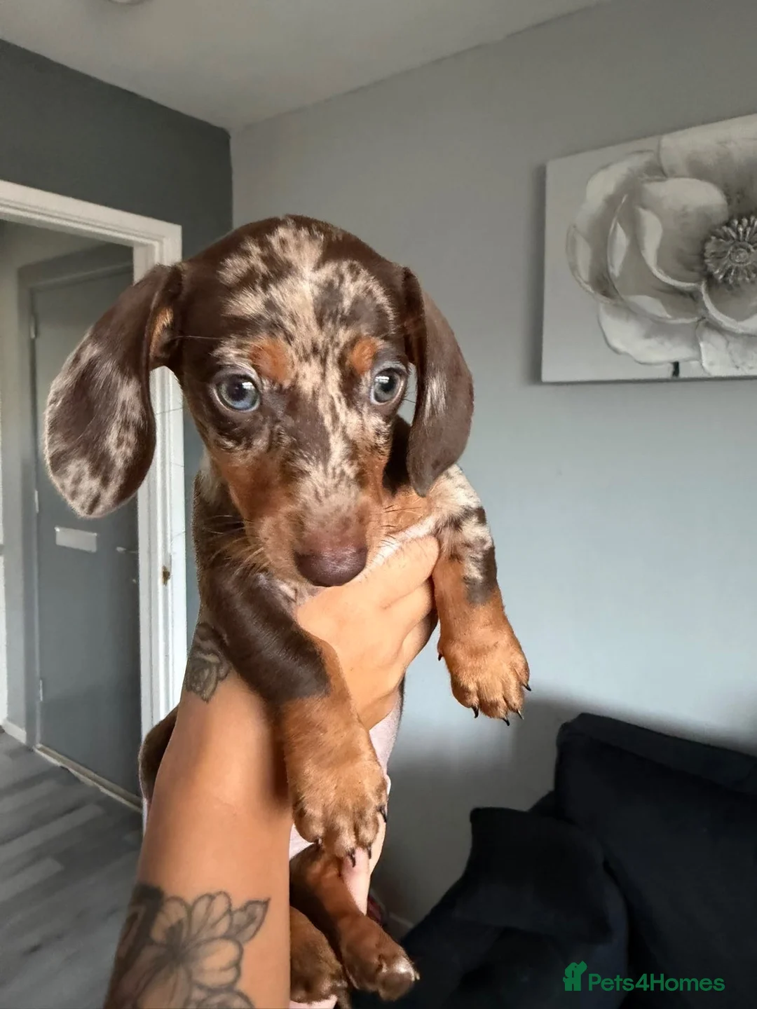 Dachshund dogs for sale: Chocolate and tan dapple female  - Advert 2